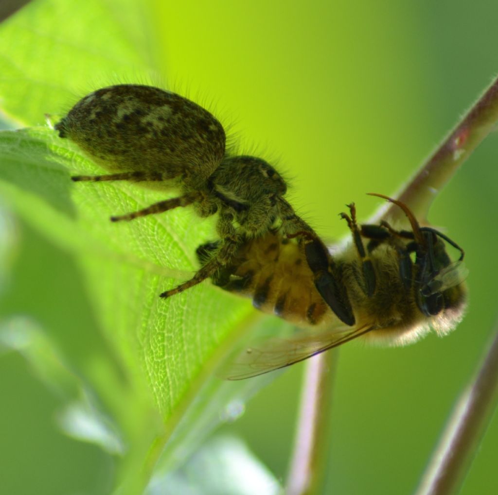 Salticidae: femmina di Philaeus chrysops - Cesena (FC)